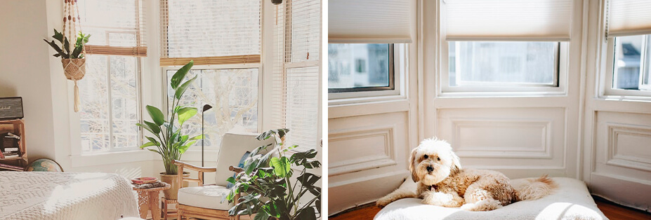 Two images, the one on the left showing off a light, natural bedroom interior with plants and blinds in front of three windows, image on the right showing three windows with blinds and white Maltese dog lying on a white cushion on the floor